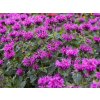 Monarda Bee Free MONBEEF VIS 1 B