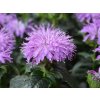 124703 zavinutka sugar buzz blue moon pbr monarda didyma sugar buzz blue moon pbr