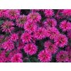 124706 zavinutka sugar buzz bubblegum blast pbr monarda didyma sugar buzz bubblegum blast pbr