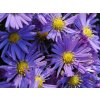 Hvězdnice křovitá 'Lady in Blue' - Aster dumosus 'Lady in Blue'
