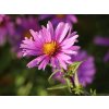 Hvězdnice křovitá 'Peter Harrison' - Aster dumosus 'Peter Harrison'