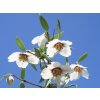 Philadelphus.Mexican.Jewel .4 scaled