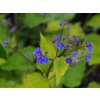 brunnera macrophylla dianes gold bc water16 14 4 23a 10adb128db