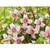 PHIL PERFPINK S53064