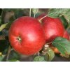 Jabloň 'Wealthy Double Red' - kontejner