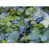 124814 pomnenkovec velkolisty silver spear pbr brunnera macrophylla silver spear pbr