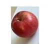 Jabloň 'Šampion Red' - kontejner  Malus domestica 'Šampion Red'