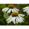 echinacea powwow white