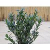 Prunus Otto Supreme (2)