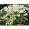 Sambucus nigra a 2 ws 500x500@2x