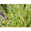 124922 ozdobnice cinska little tiger miscanthus sinensis little tiger