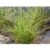 124922 1 ozdobnice cinska little tiger miscanthus sinensis little tiger