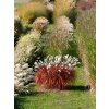 Miscanthus Lady in Red 22