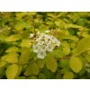 2734 4 Spiraea vanhouttei Gold Fountain Prachtspiere Gold Fountain
