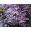 Flieder Hyazinthen Flieder Lavender Lady 6