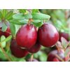 cranberry vaccinium macrocarpon langlois p6197 45947 image