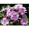 124952 plamenka latnata sweet summer sensation phlox paniculata sweet summer sensation