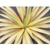 Yucca citrus twist 1080x675
