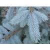 picea pungens hoopsii 1 600x600