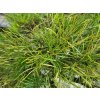 Pinus sylvestris (1)
