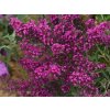 Buddleja Ocotpus Magenta (3)