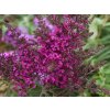 Buddleja Ocotpus Magenta (2)