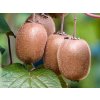 125075 kiwi zakarpacie
