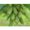 kiwibeere super jumbo