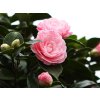 clifton nurseries camellia japonica william bartlett flower 0