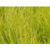 Festuca glauca Amigold (2)