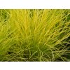 Kostřava sivá 'AmiGold' - Festuca glauca 'AmiGold'