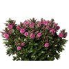 Hebe Vinoa Pink 15 cm zl Groot