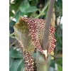 Sauromatum Venosum