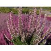Calluna vulgaris Dunja (4)