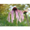 Třapatka bledá - Echinacea pallida