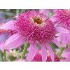 125360 1 pink double