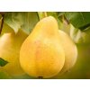 bartlett pear 1080x608