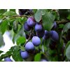 Švestka 'Julika®'