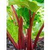 Rebarbora, reveň kadeřavá 'Holsteiner Blut' - Rheum rhabarbarum 'Holsteiner Blut'