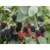 Brombeere Navaho The Big Easy