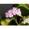 Achillea millefolium 'Apfelbl�te' (2)