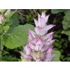 salvia sclarea