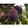 Švestka 'Sanctus Hubertus'