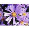 Aster Pale�ek (2)