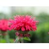 Monarda Bee Happy 1.jpg