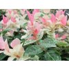trachelospermum jasminoides tricolor