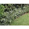 Trachelospermum Tricolor 3