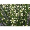 baccharis