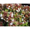 abelia grandiflora x little lady