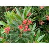 arbutus unedo mercurius 1